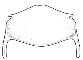   Anthidium aztecum  male, diagram showing ventral view of sixth sternum (S6), diagram from Gonzalez and Griswold 2013 

